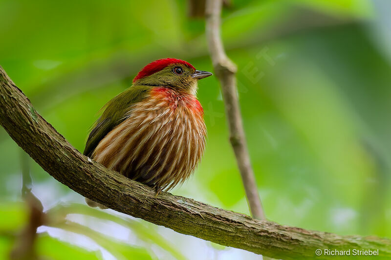 Striolated Manakin