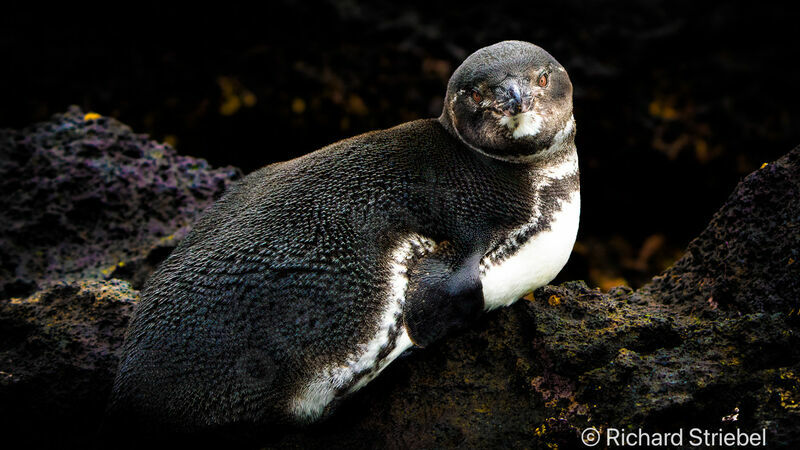 Manchot des Galapagos