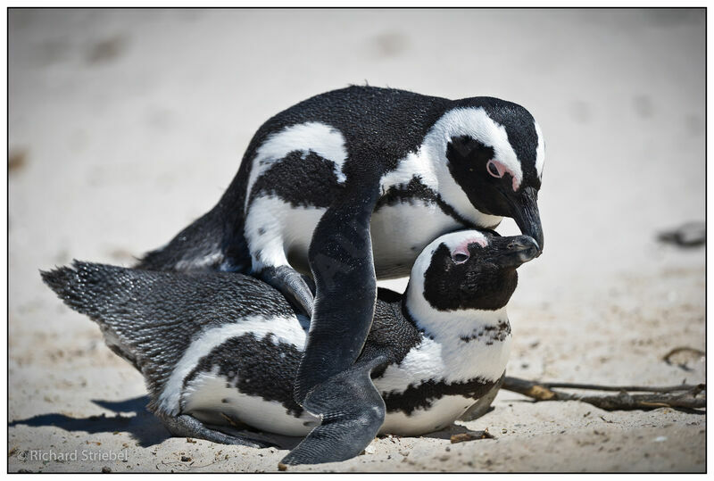 African Penguin