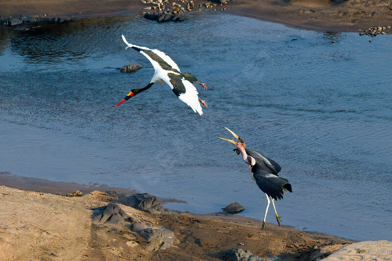 Marabou Stork