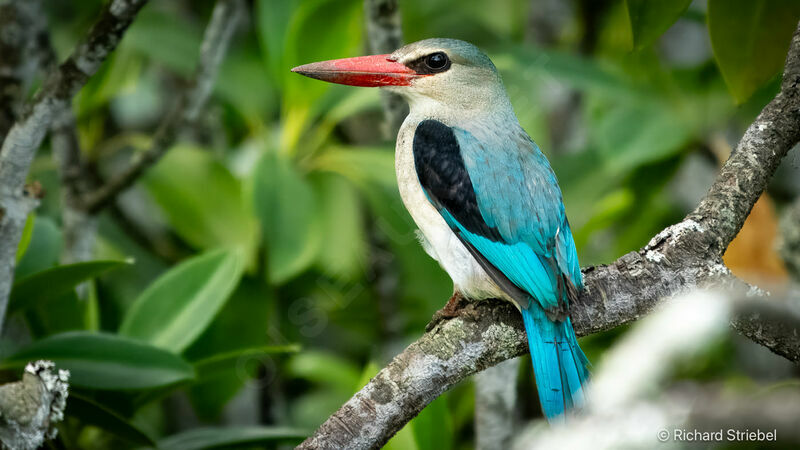 Mangrove Kingfisher