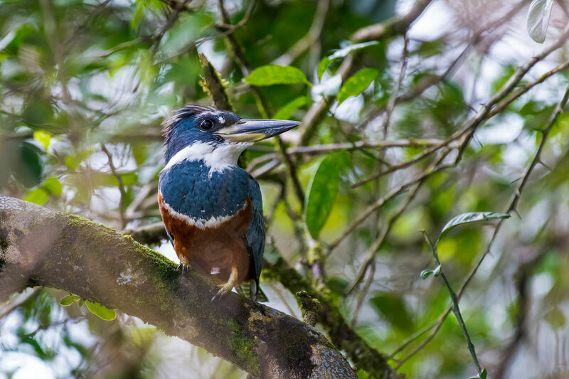 Ringed Kingfisher