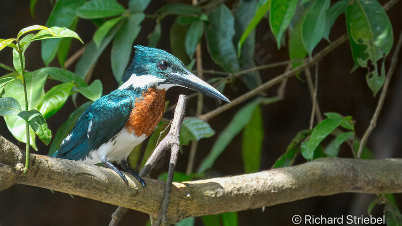 Amazon Kingfisher