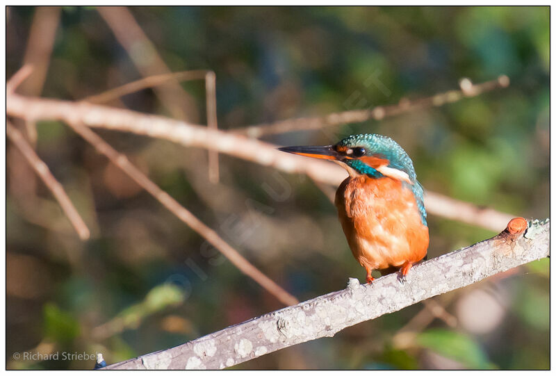 Common Kingfisher