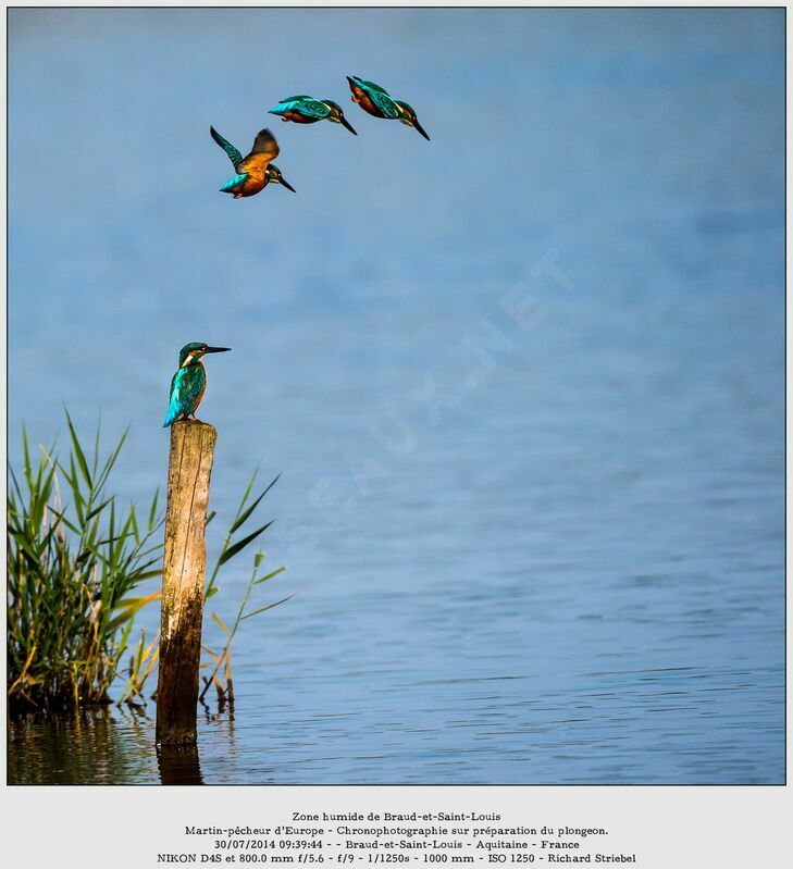 Common Kingfisher