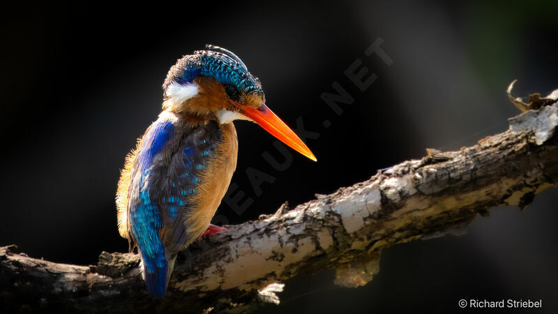 Malachite Kingfisher