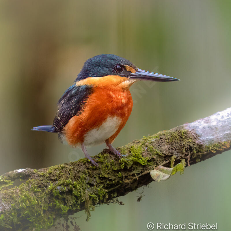 American Pygmy Kingfisher