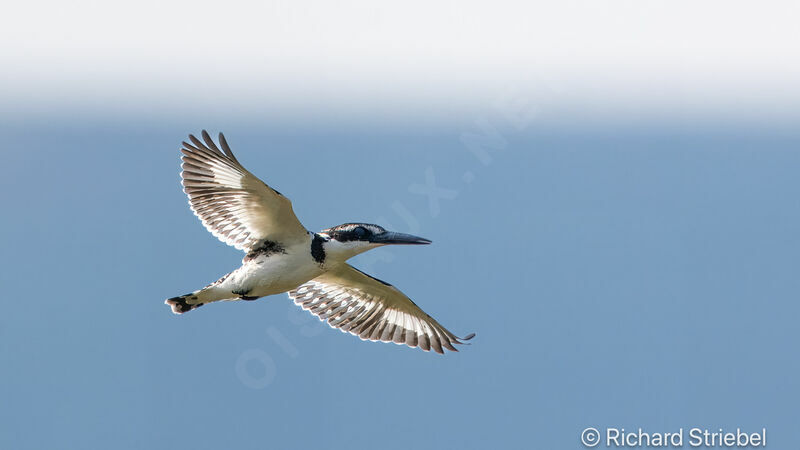 Pied Kingfisher female adult