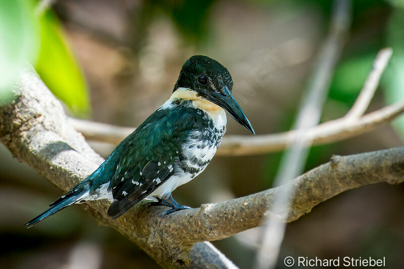 Green Kingfisher female