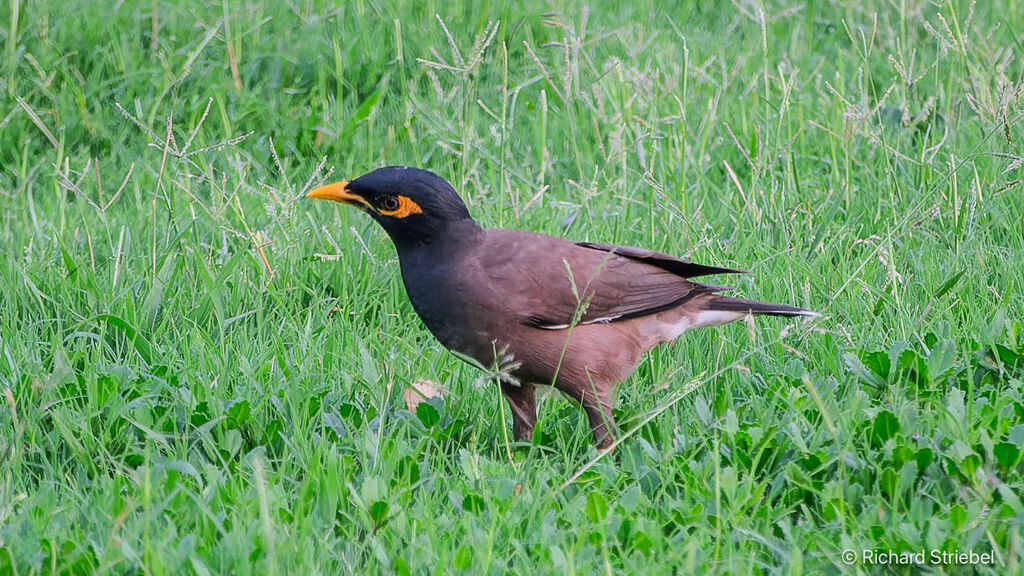 Common Myna