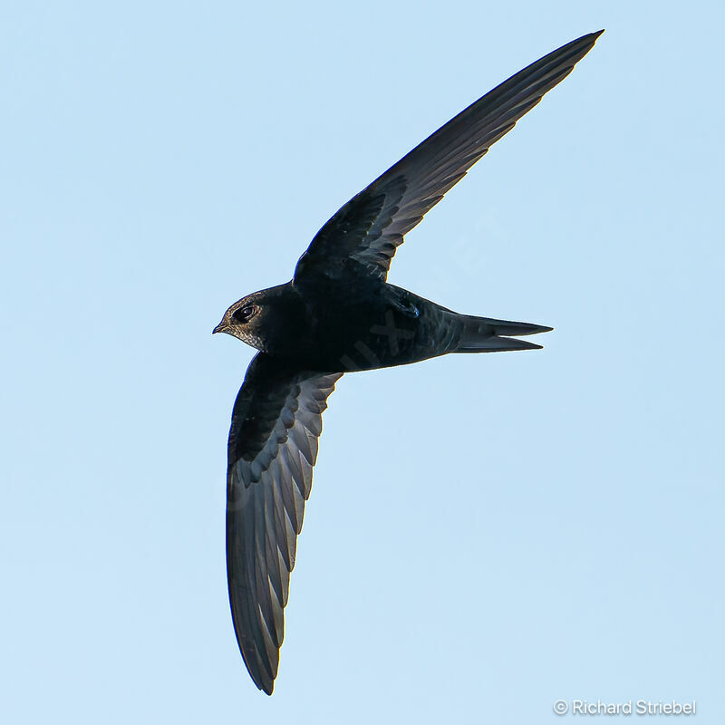 Common Swift