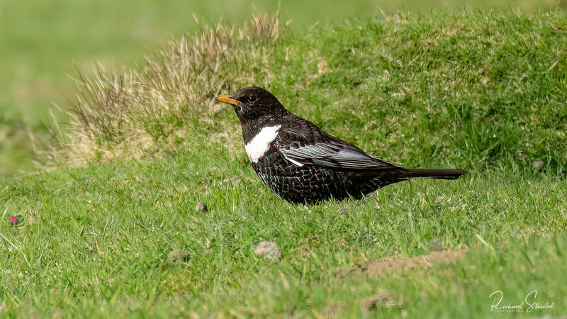 Ring Ouzel