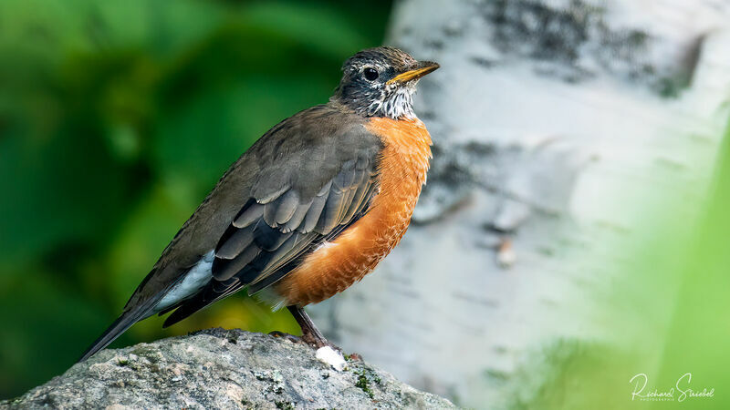 American Robin