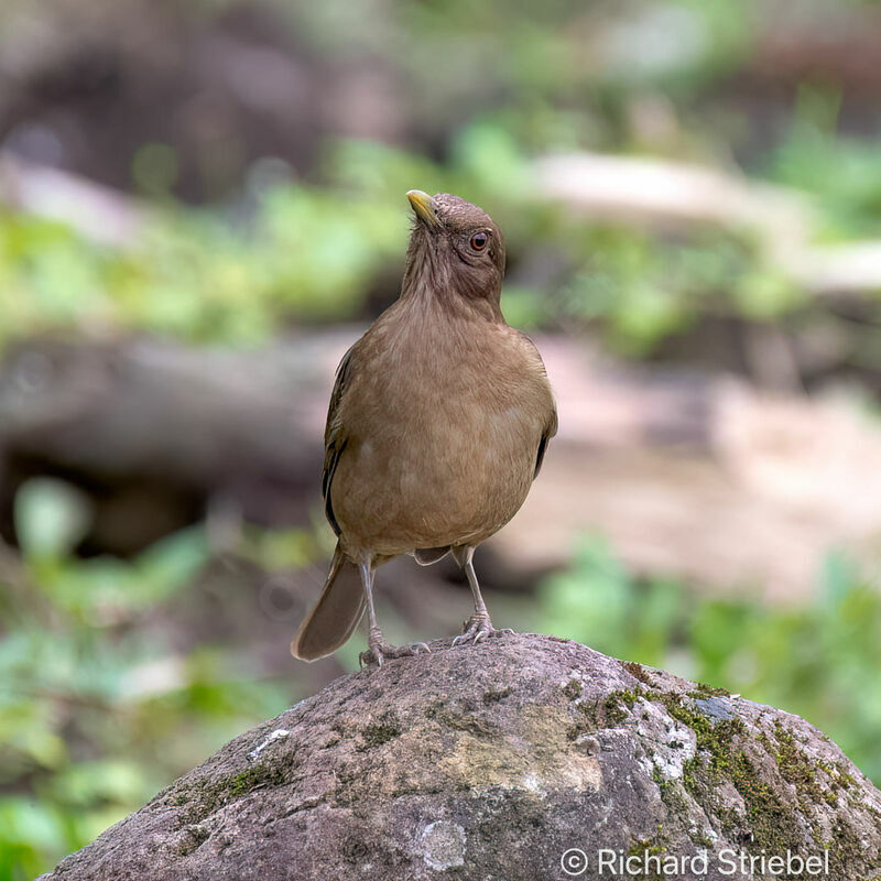 Clay-colored Thrush