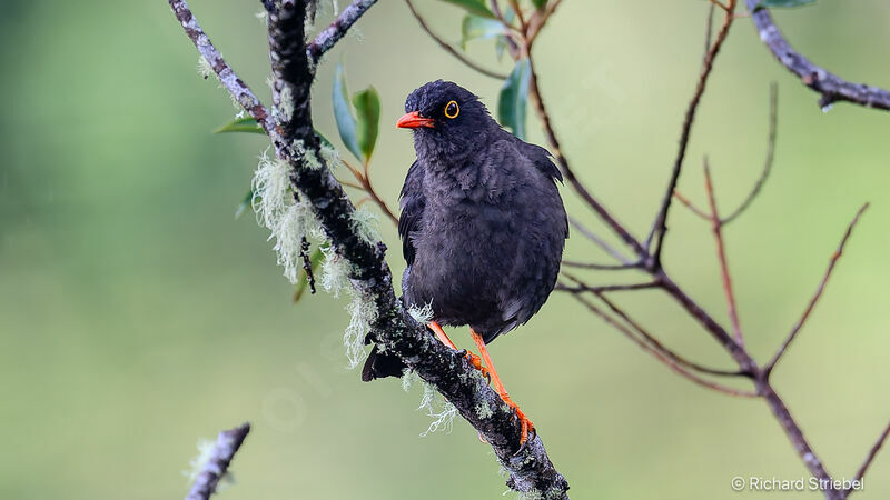 Great Thrush