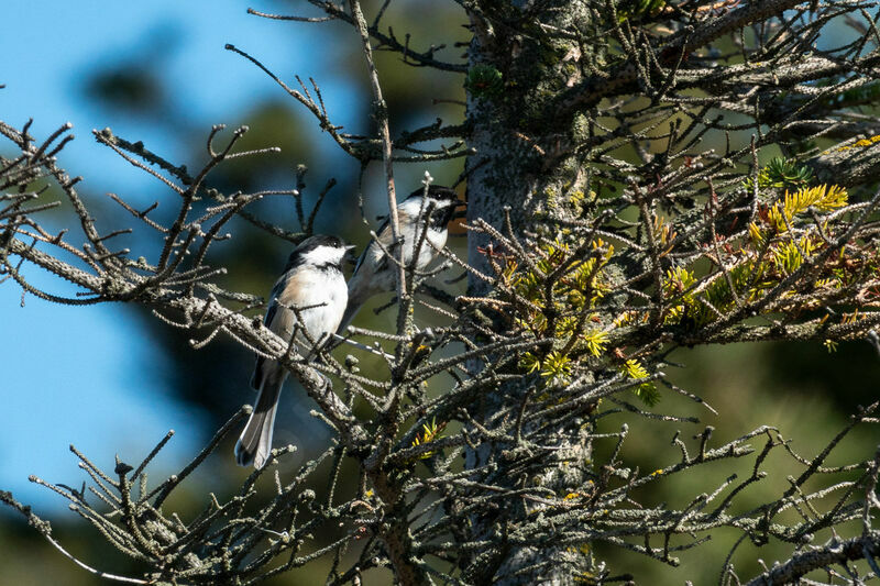 Mésange à tête noire