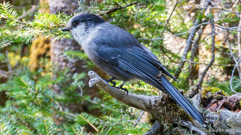 Canada Jay