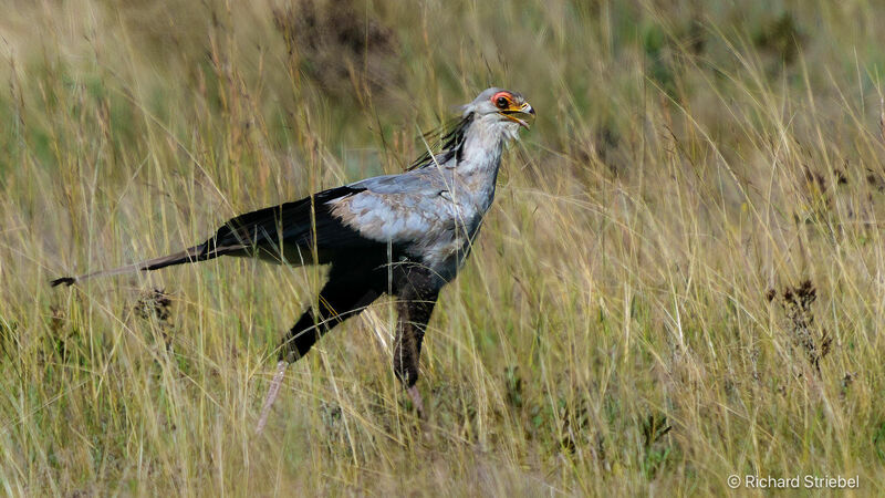 Secretarybird