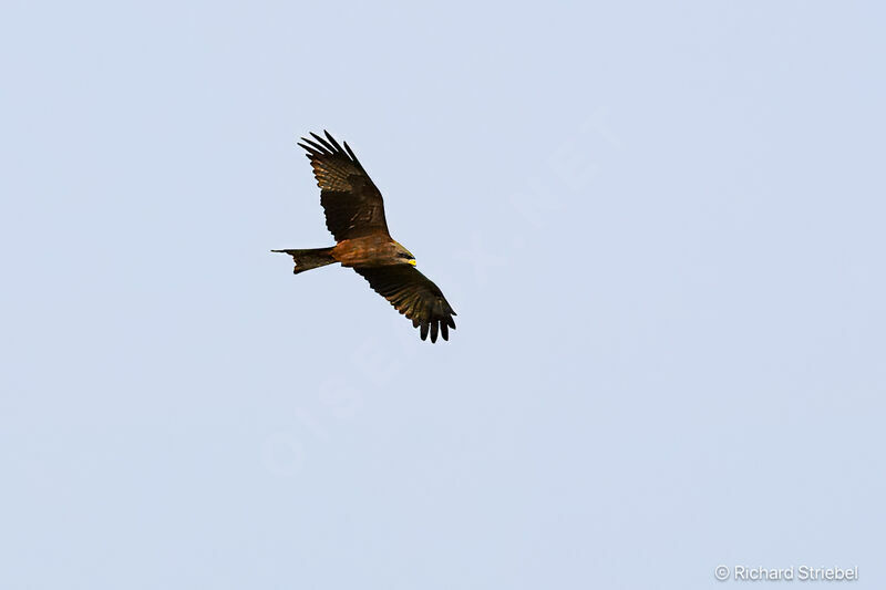 Yellow-billed Kite