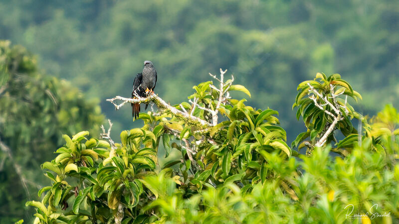 Plumbeous Kite