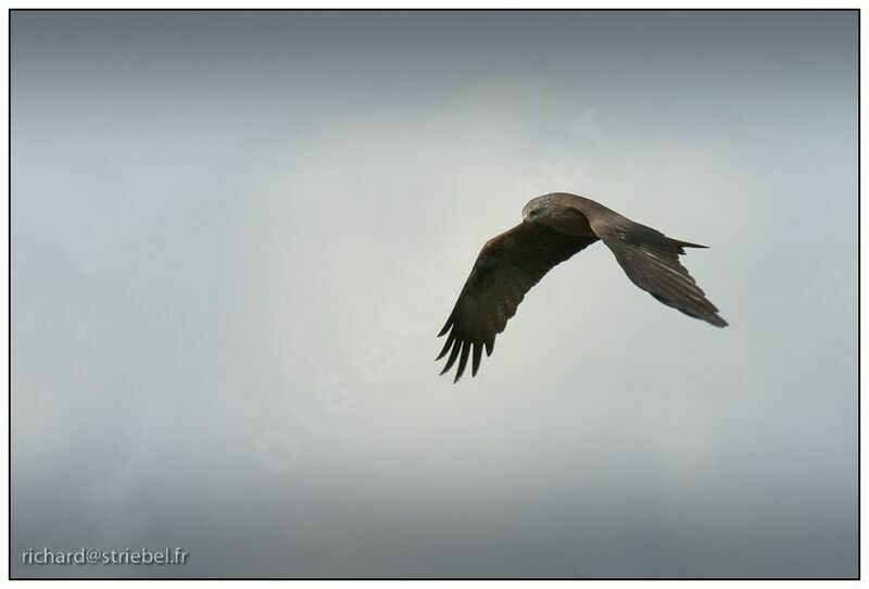 Black Kite