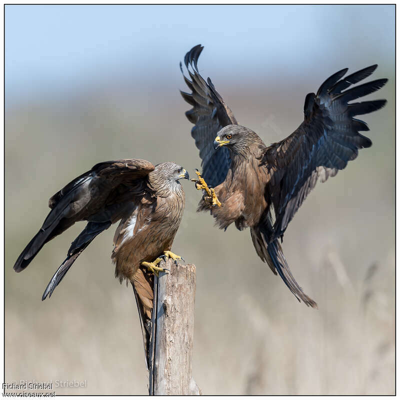 Black Kiteadult, pigmentation, Behaviour