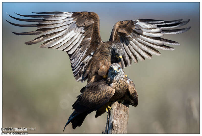 Black Kiteadult, pigmentation, mating.