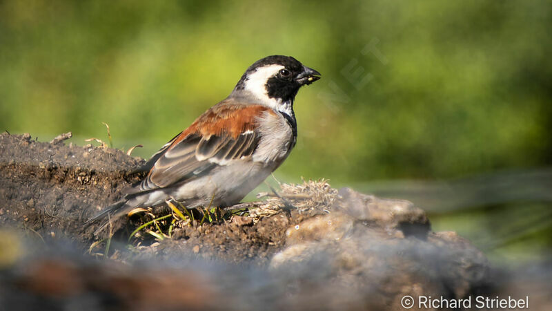 Cape Sparrow