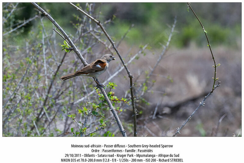 Southern Grey-headed Sparrow