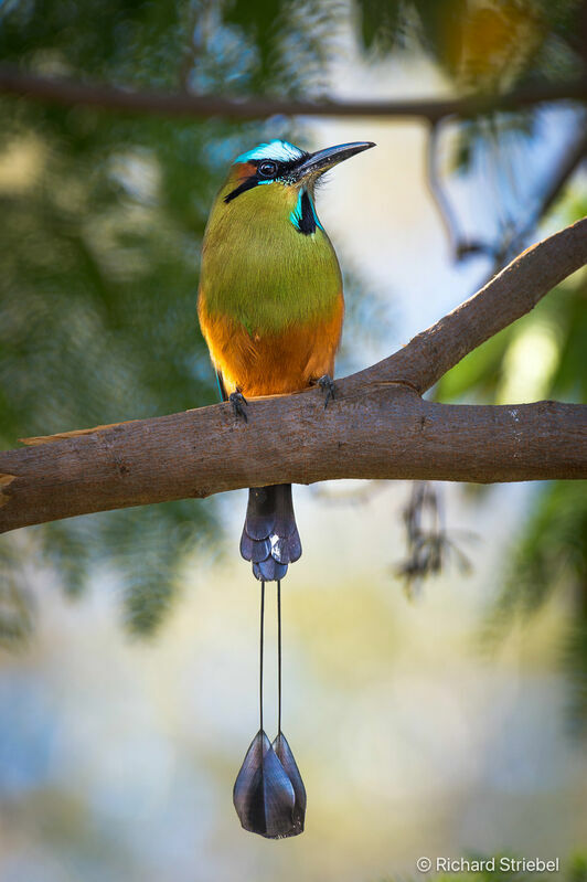 Turquoise-browed Motmot