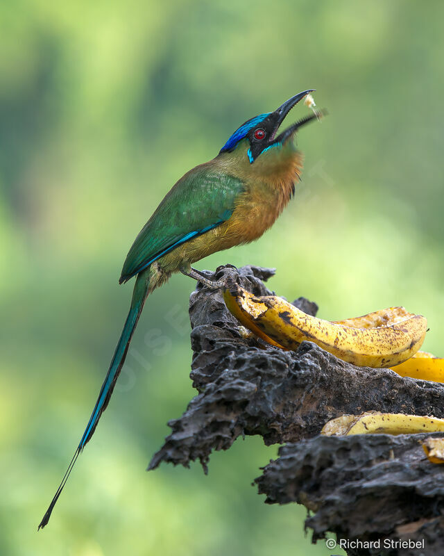 Blue-capped Motmotadult, eats