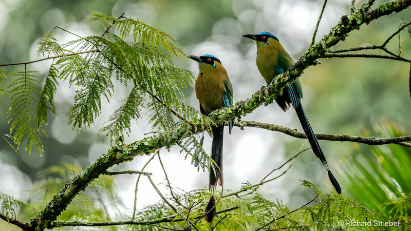 Andean Motmot