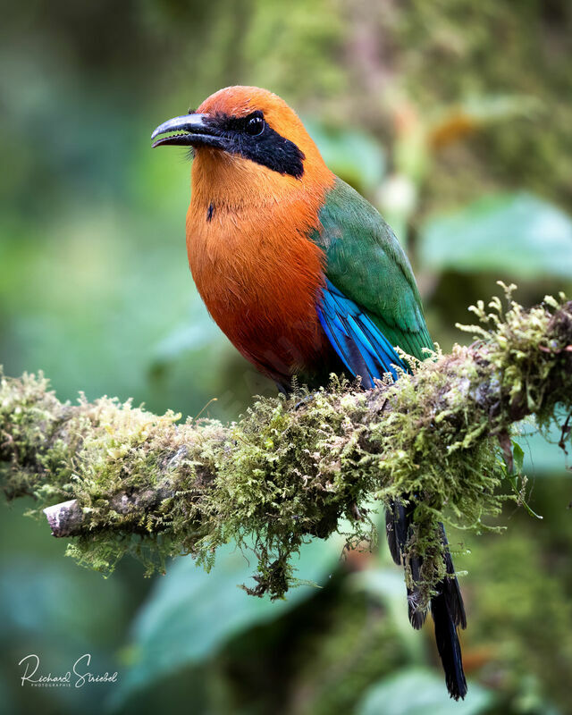 Rufous Motmot