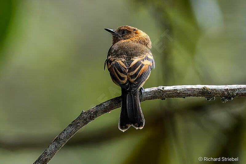 Cinnamon Flycatcher