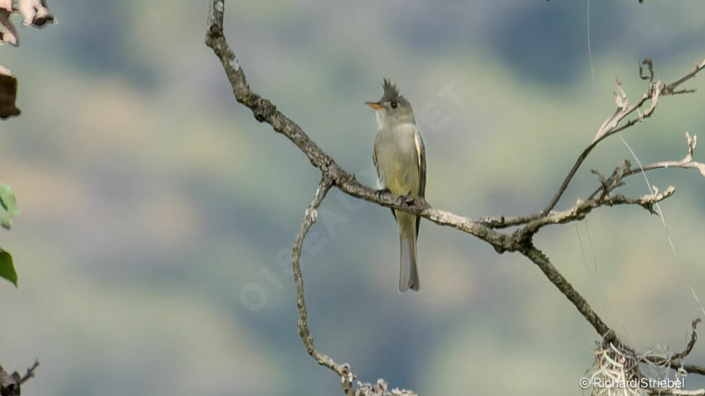 Moucherolle de Coues