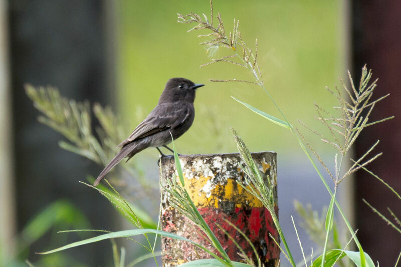 Black Phoebe