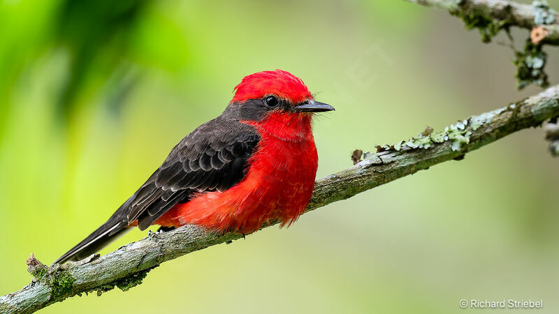 Vermilion Flycatcher