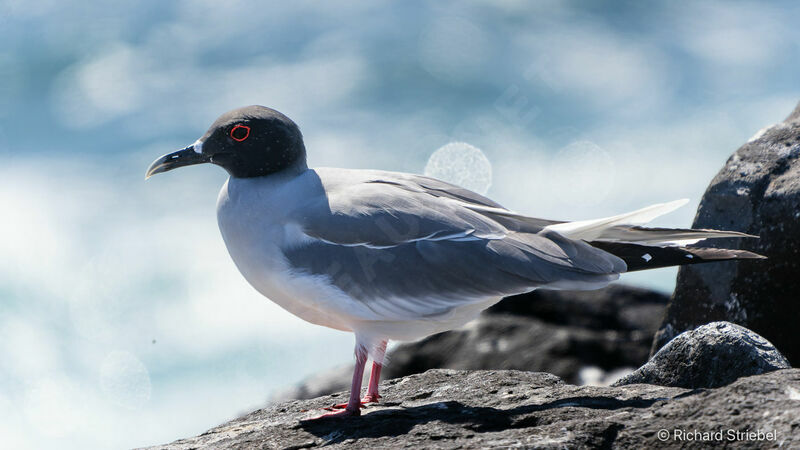 Swallow-tailed Gull