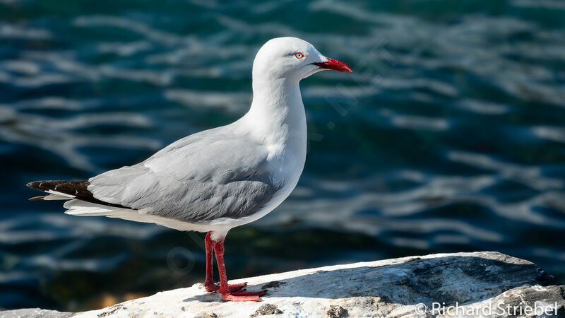 Mouette argentée