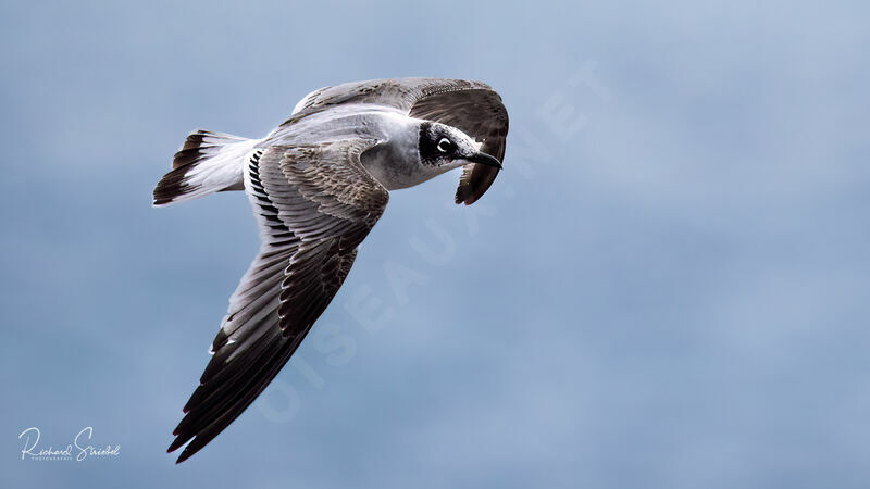 Mouette de Franklin