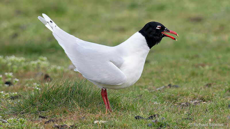 Mouette mélanocéphale