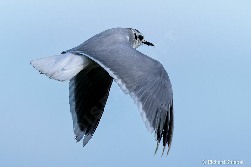 Mouette pygmée