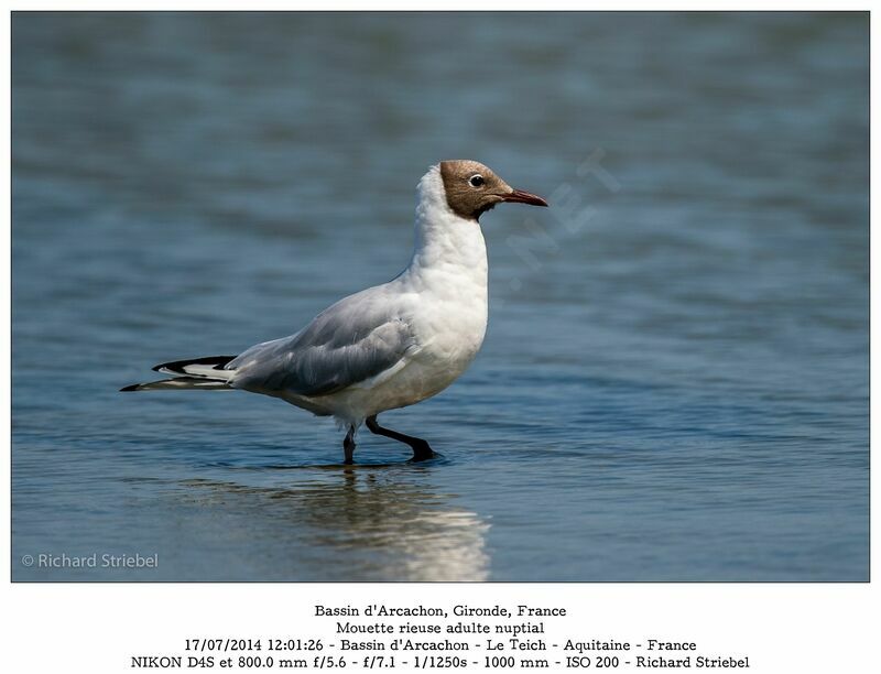 Mouette rieuseadulte nuptial