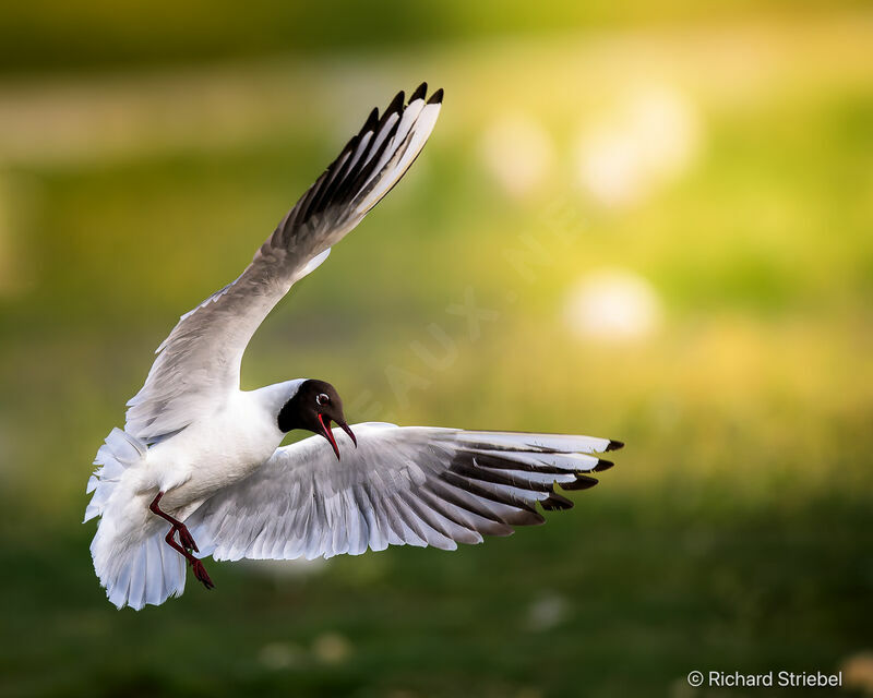 Mouette rieuse