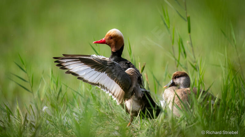 Red-crested Pochardadult breeding