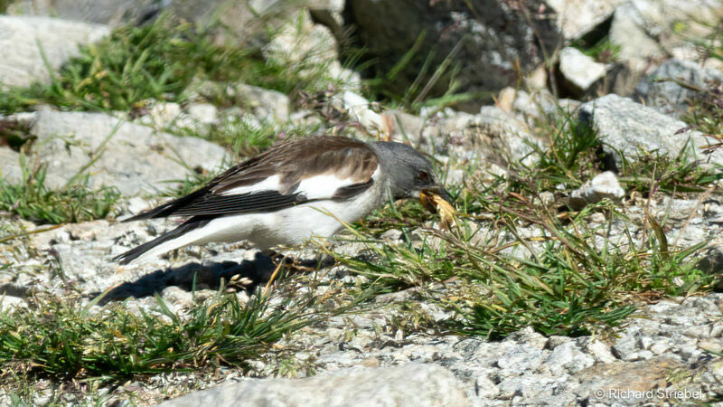 White-winged Snowfinch