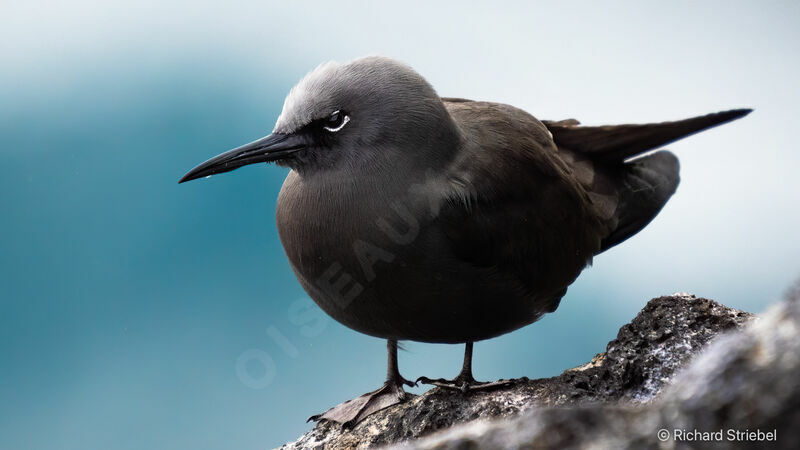 Brown Noddy