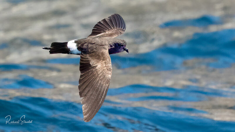 Elliot's Storm Petrel