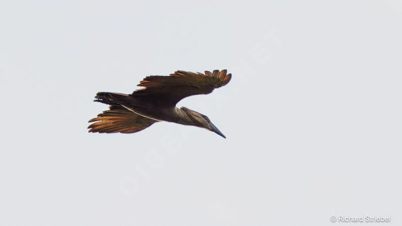 Hamerkop, Flight