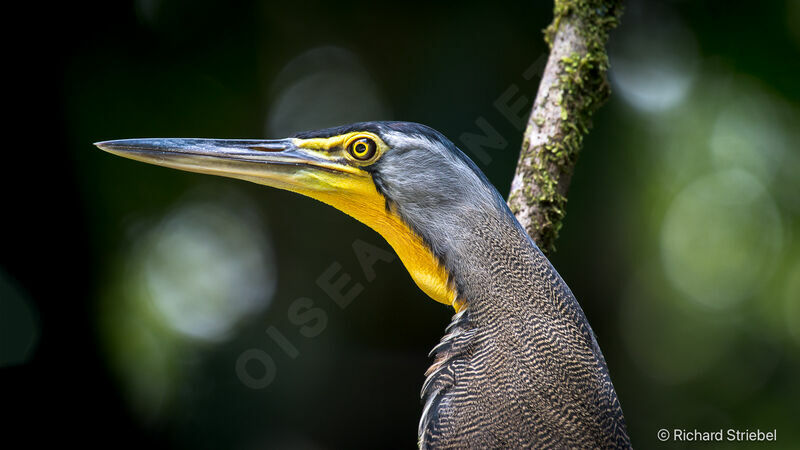 Bare-throated Tiger Heron